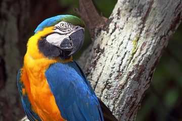 closeup of Blue-and-yellow Macaw in Brazil