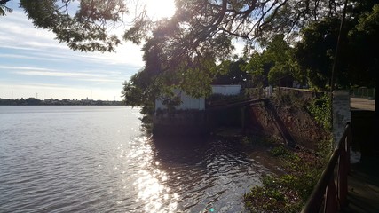 patrimonio anglo naturaleza árbol antiguo