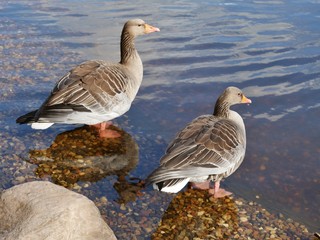 Zwei Graugänse am Teich