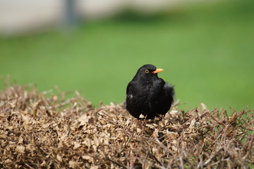 Amsel
