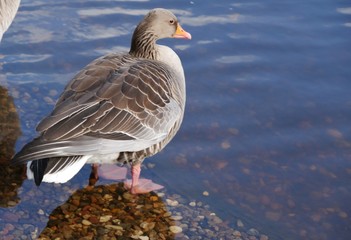 Graugans steht auf steinen am See