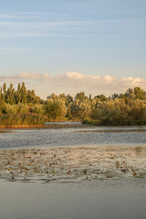 lake on sunset