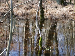 Bäume im Sumpf