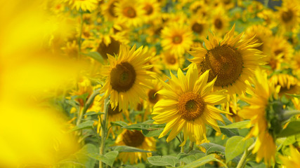 CLOSE UP Cinematic shot of a plantation of sunflowers as they sway in the breeze