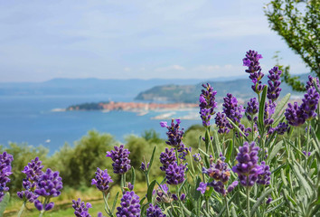 CLOSE UP: Detailed shot of a lavender shrub with coastal town in the background.
