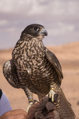 hawk 
