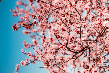 spring