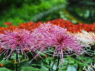 Japanese chrysanthemum of various colors known as spider