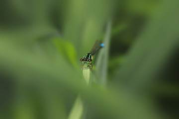 Close up shot of dragonfly on the leaf