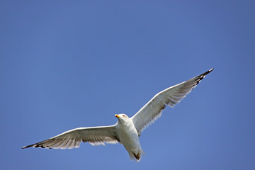 Beautiful seagull against the sky