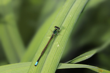 Close up shot of dragonfly on the leaf