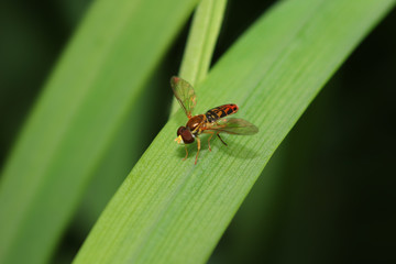 Extreme close up shot of a fly on the leaf