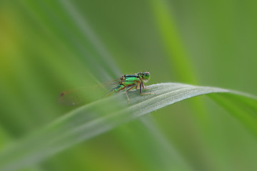 Close up shot of dragonfly on the leaf
