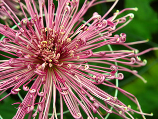 Japanese chrysanthemum of various colors known as spider