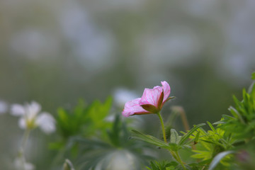 Close up shot of small pink flower in the garden