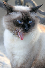 Beautiful cat with an expressive look, blue eyes