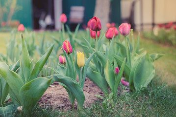 field flowers tulips. Spring background. Beautiful meadow/Beautiful nature scene with blooming tulips.