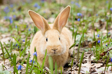 Naklejka na ściany i meble a glade of blue spring flowers with a little fluffy red rabbit, an Easter bunny, a hare on a meadow