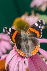 Butterfly pollinates on flower/beautiful butterfly pollinates on a bright echinacea flower