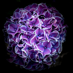 Purple luminous hydrangea / Violette leuchtende Hortensie