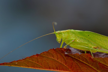Close up shot of green meadow grasshopper