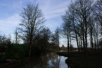 Trees on the water