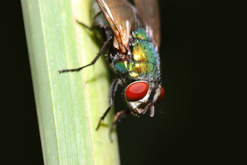 Extreme close up shot of Fly on plant