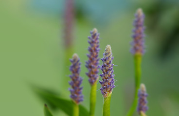 Close up shot of lavender flowers