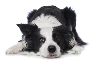 Young border collie dog lying on white background and looking to camera