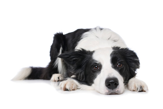 Young border collie dog lying on white background