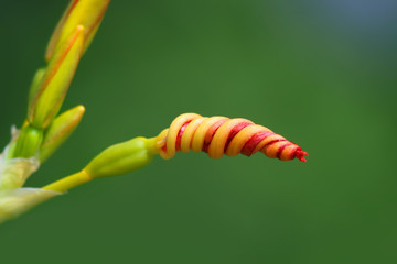 Close up shot of Alstroemeria flower bud