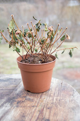 dryed roses in hotchpotch with blured background