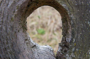 blures grass seen thrugh the hole of a tree