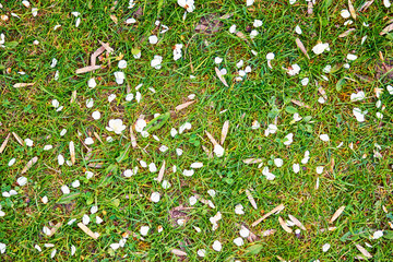 Green meadow with white petals as a background.