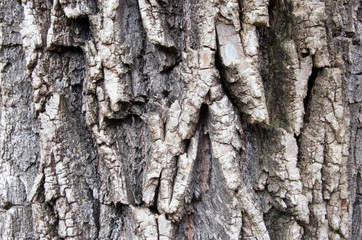 tree bark texture nature concept