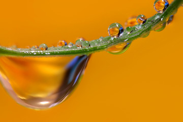 Water Drops On plant leaf