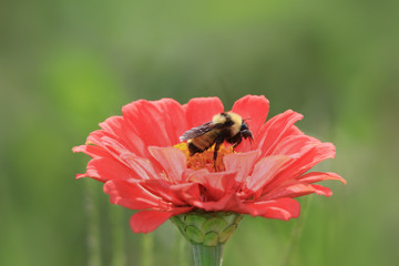 Close up shot of bee on zinnia flower