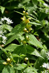 Gelbe Taubnessel Lamium galeobdolon -  Yellow archangel