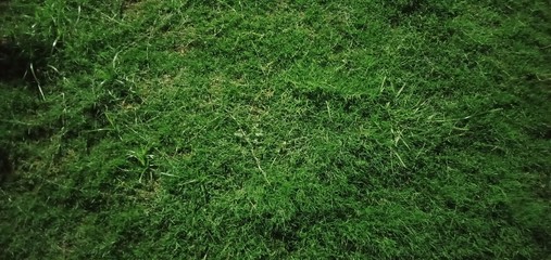 background of green grass