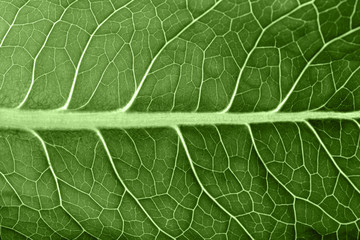 Green leaf macro texture in back light.