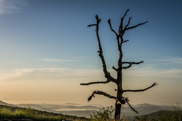 Best view of died tree and hills in nature with forest in Shenandoah at morning sunny day