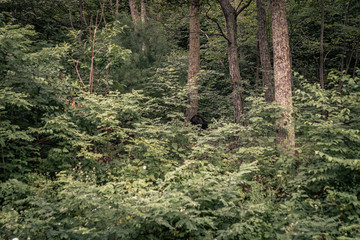 bear ass hidden in a forest, shenandoah national park