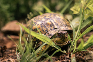 Small adult turtle in a grass
