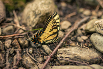 Fototapeta na wymiar papilio glaucus butterfly standing on a ground between small stones