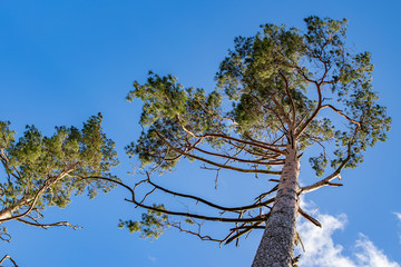 The crown of the young pine on the background of blue sky. Coniferous tree in Central Europe.