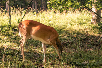 roebuck grazes in forest