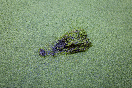 Alligator in green marsh water