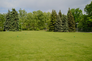Beautiful landscape with a lawn and fir trees on a sunny day in the botanical garden