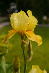 Yellow blooming iris flower in the garden