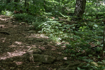 rattlesnake crawls over walkway in forest